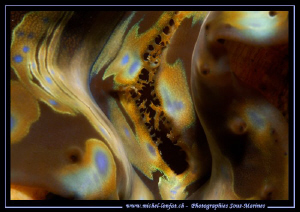 Design of a Clam... Que du bonheur... :O)... by Michel Lonfat 